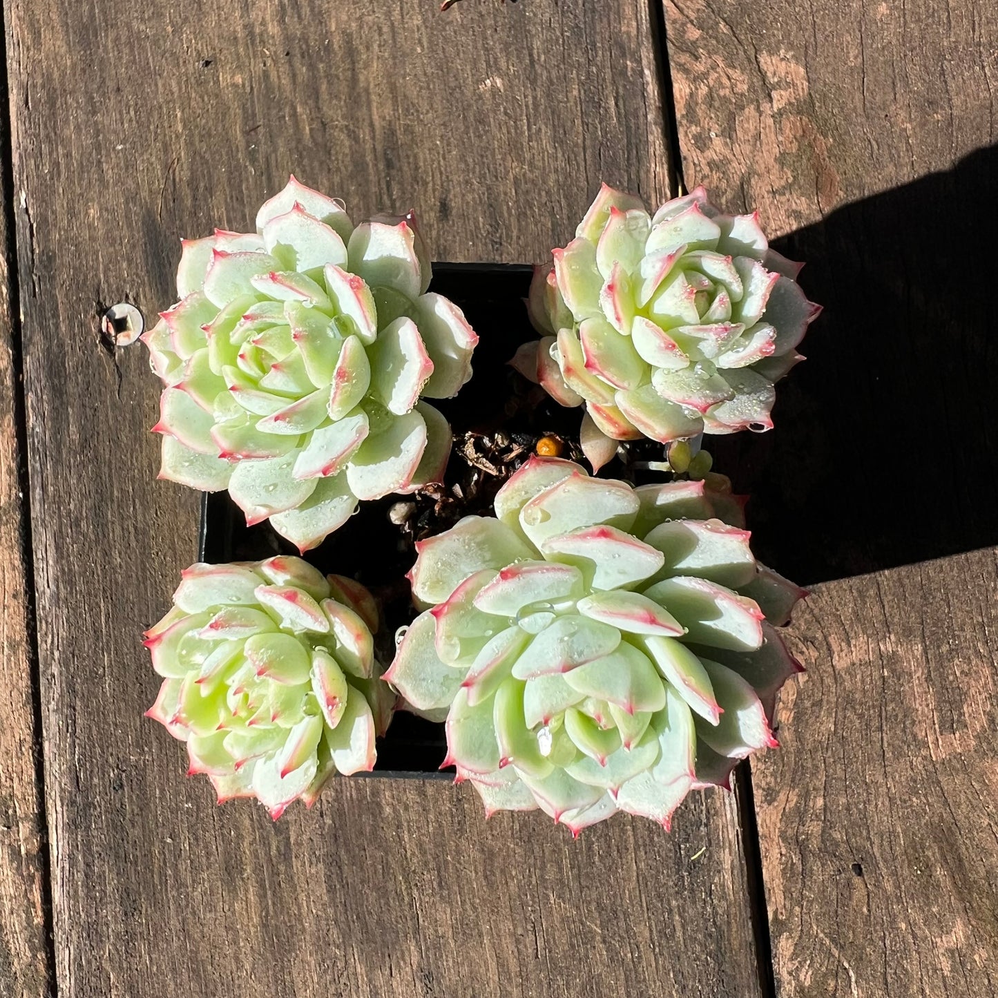 1106 Echeveria Derenbergii