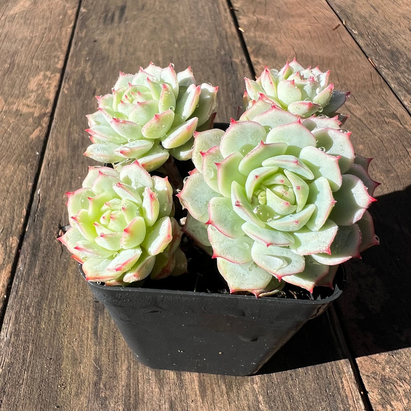 1106 Echeveria Derenbergii