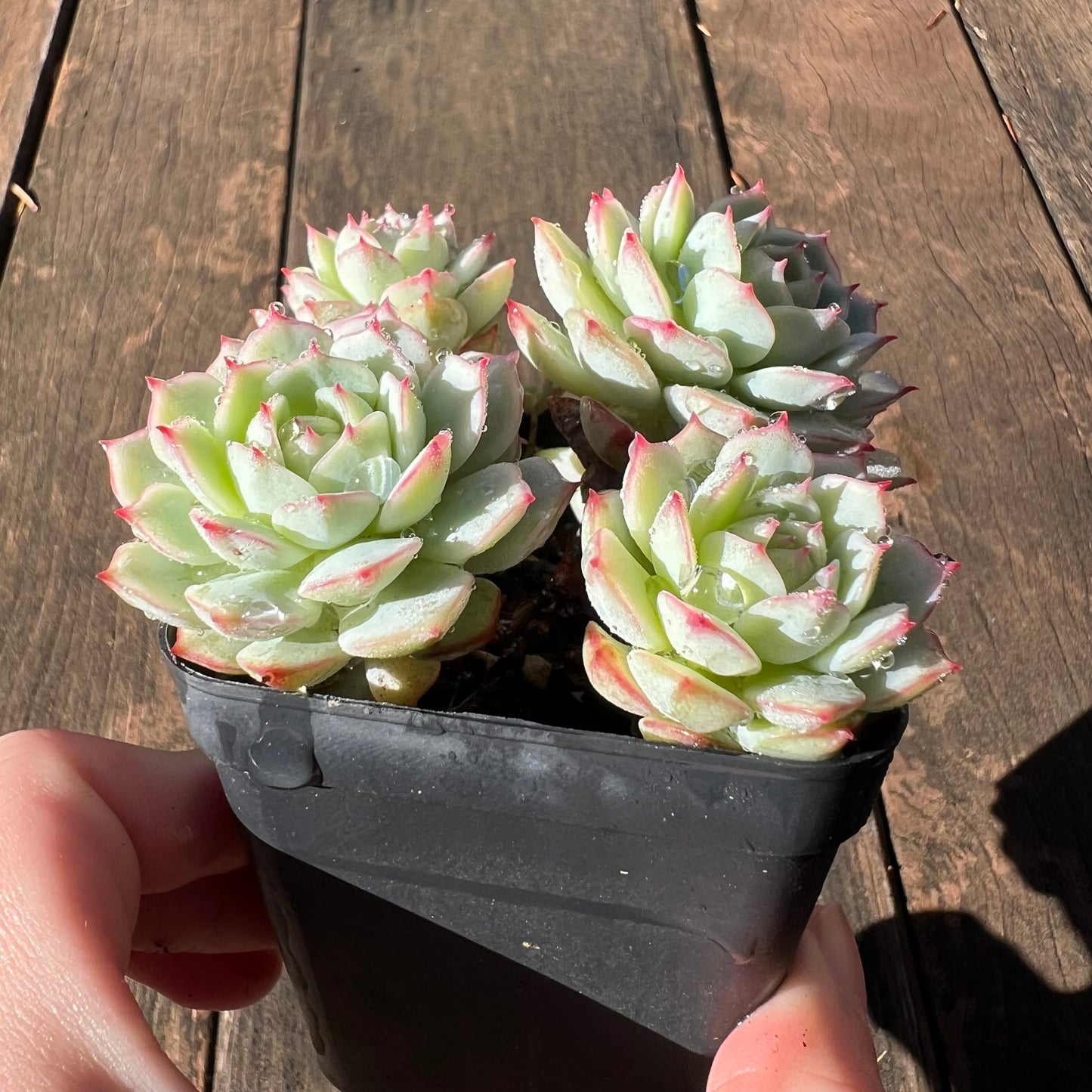 1106 Echeveria Derenbergii