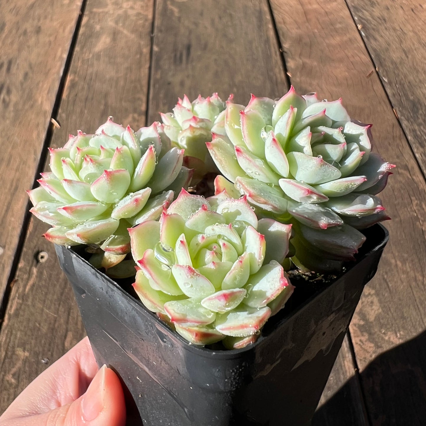 1106 Echeveria Derenbergii