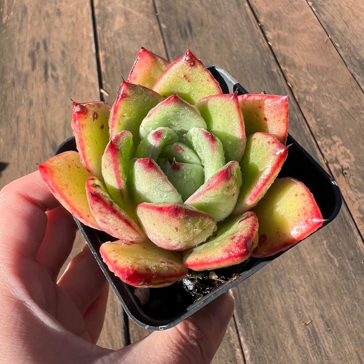 1106 Echeveria Agavoides Mocha