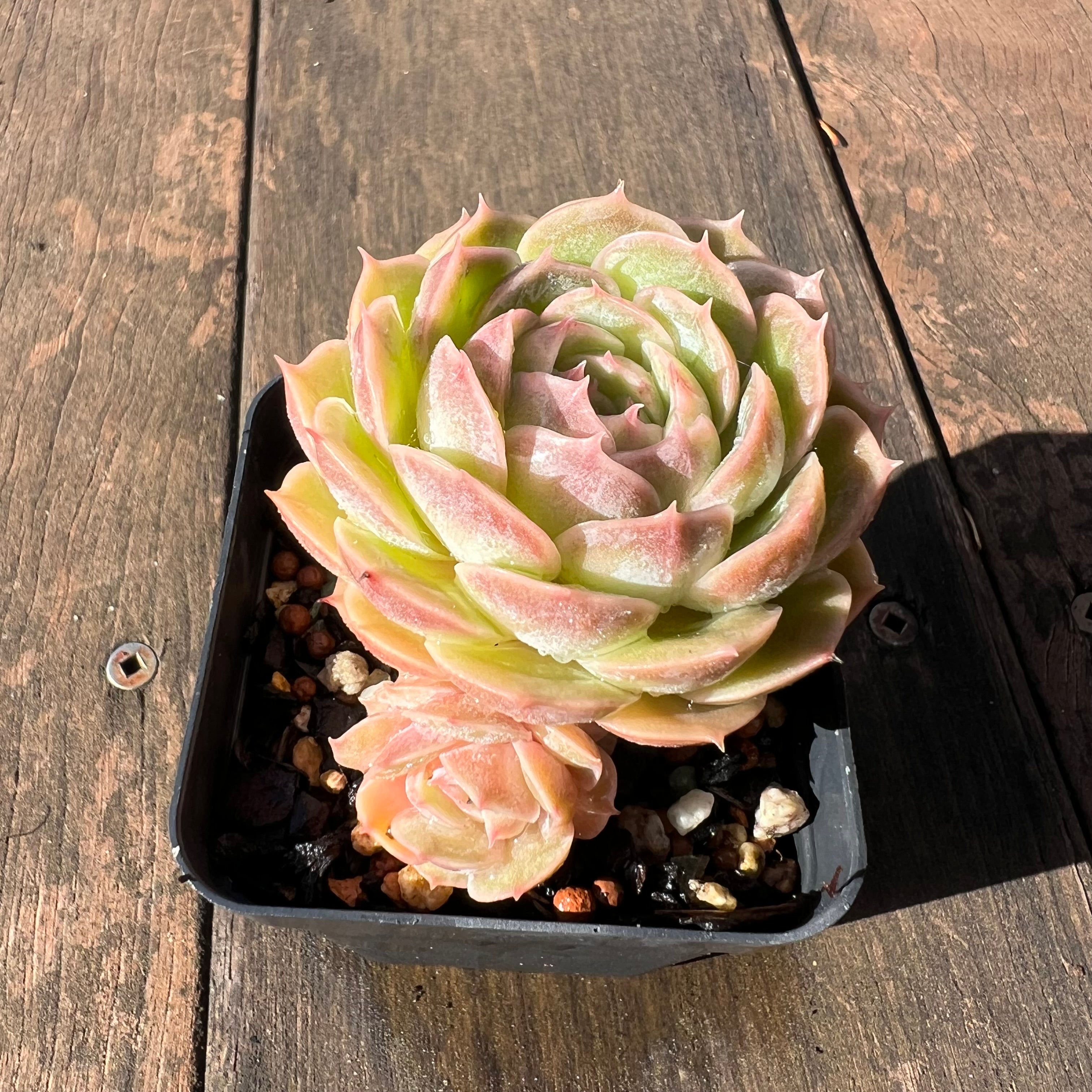 onslow succulent 1106 Echeveria Onslow – Bella Succulent Garden