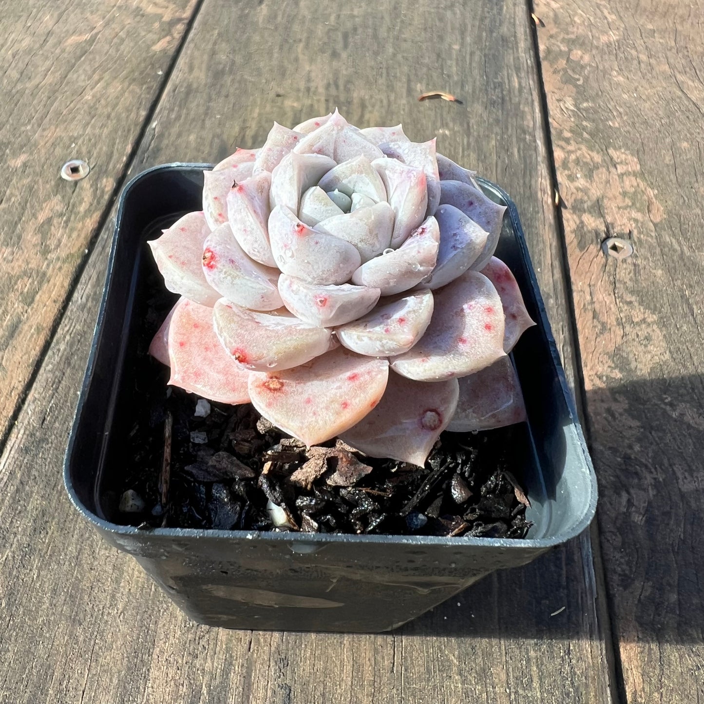 1106 Echeveria Pink Star