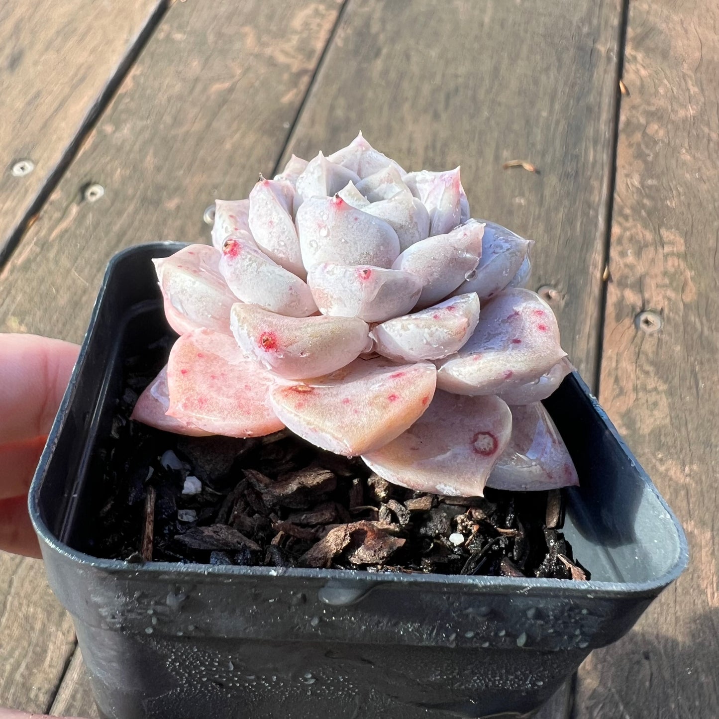 1106 Echeveria Pink Star