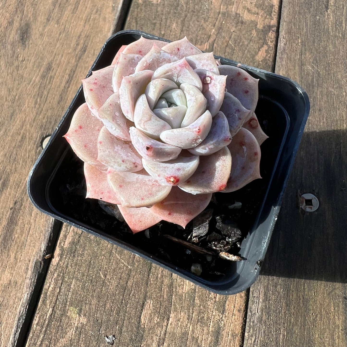 1106 Echeveria Pink Star