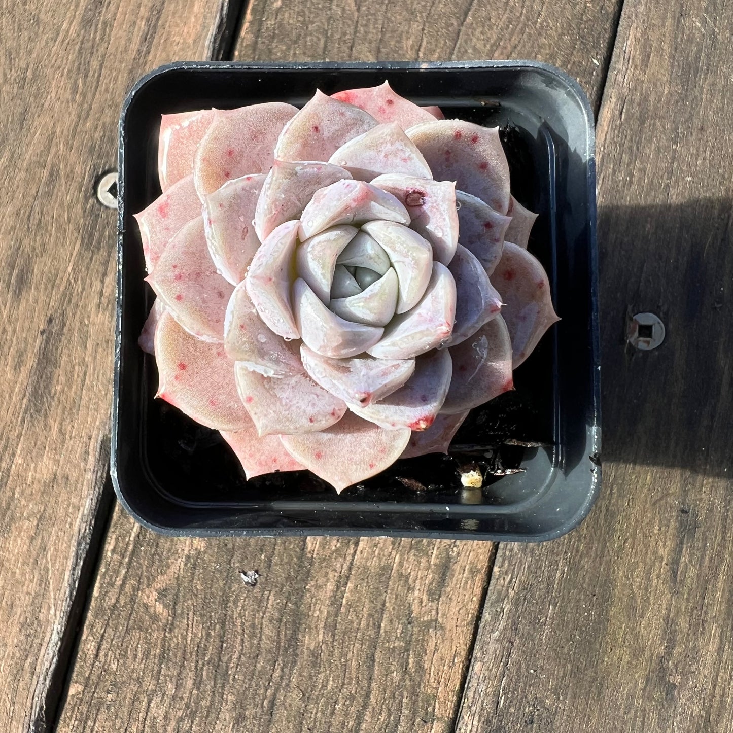 1106 Echeveria Pink Star