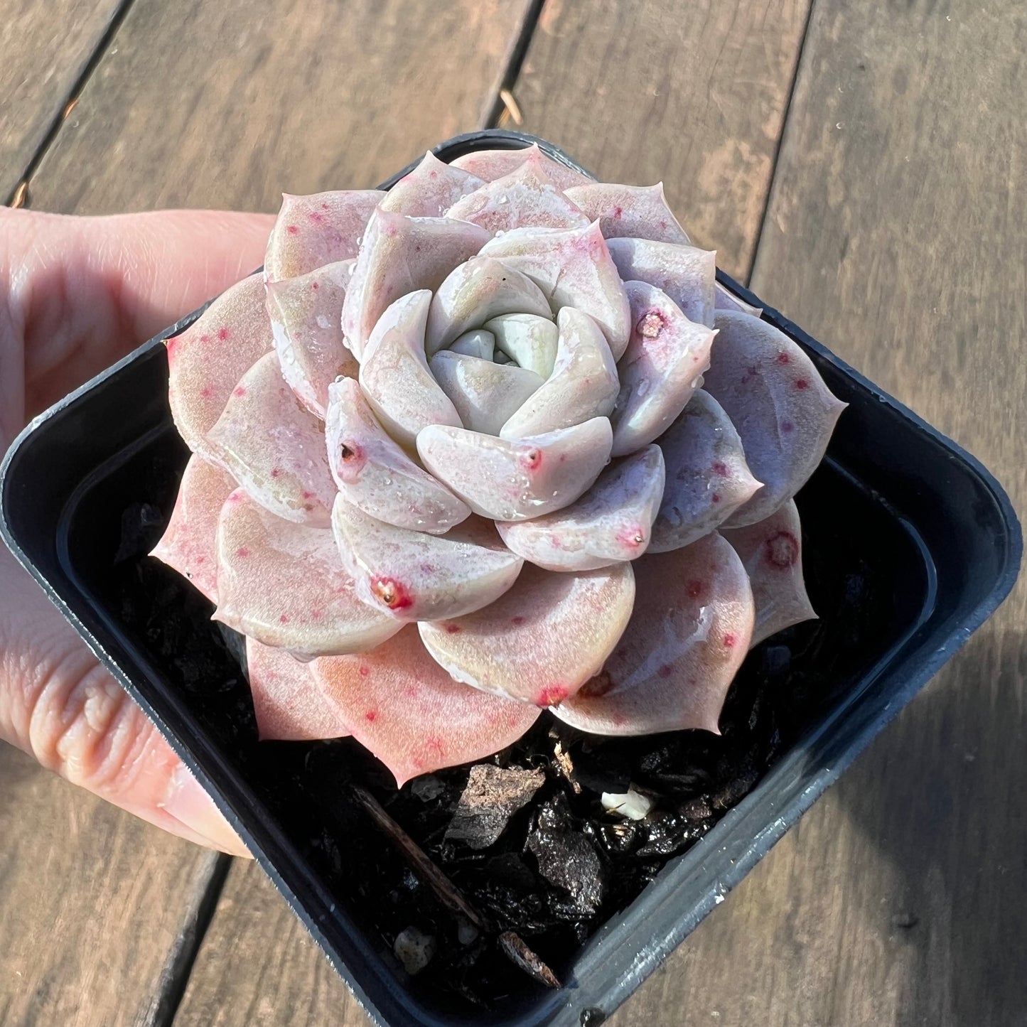 1106 Echeveria Pink Star