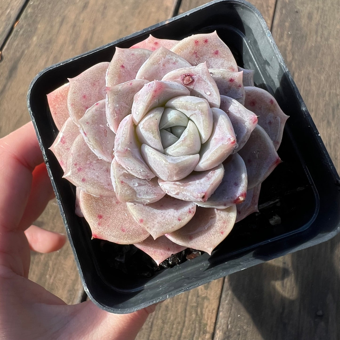 1106 Echeveria Pink Star