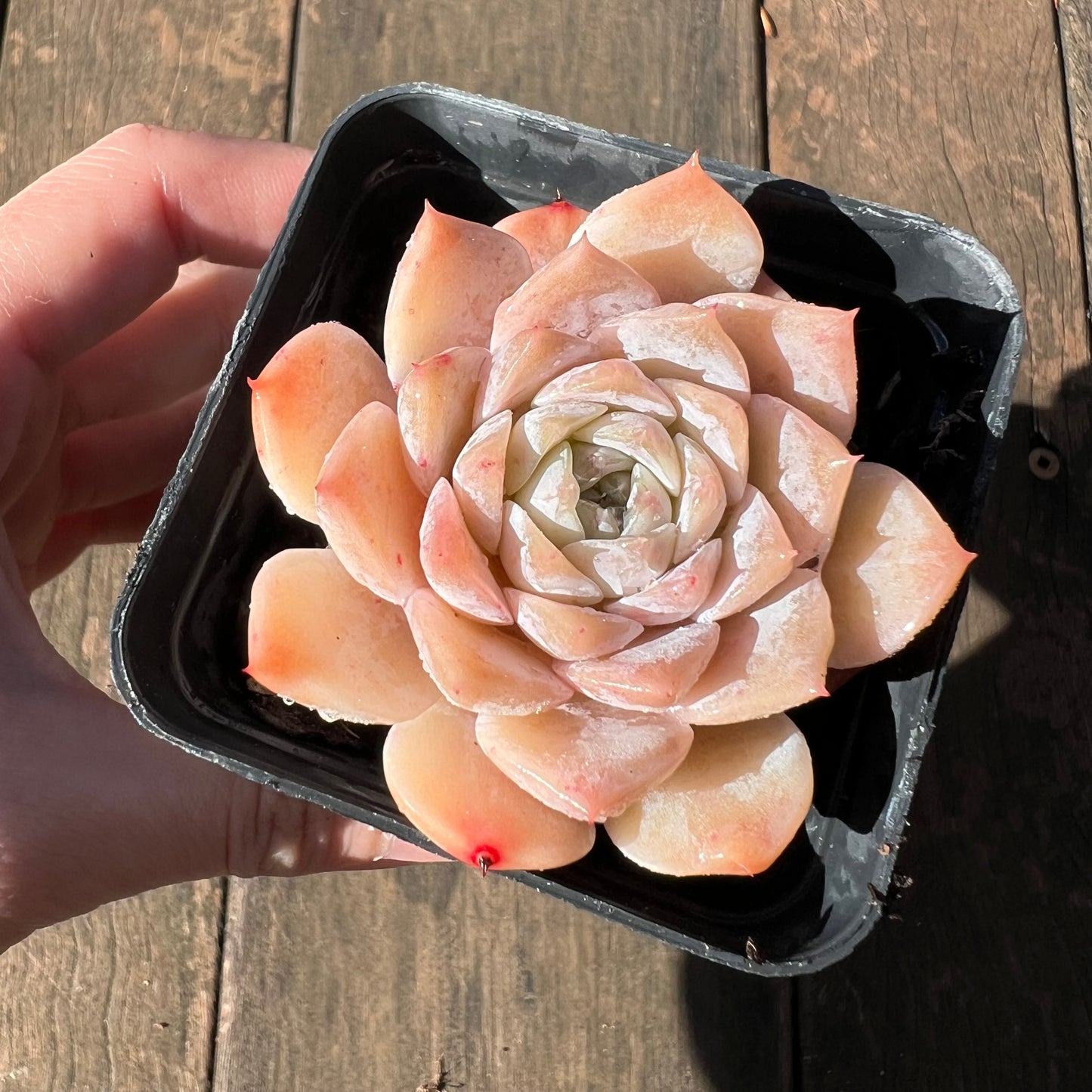 1106 Echeveria Pure Love