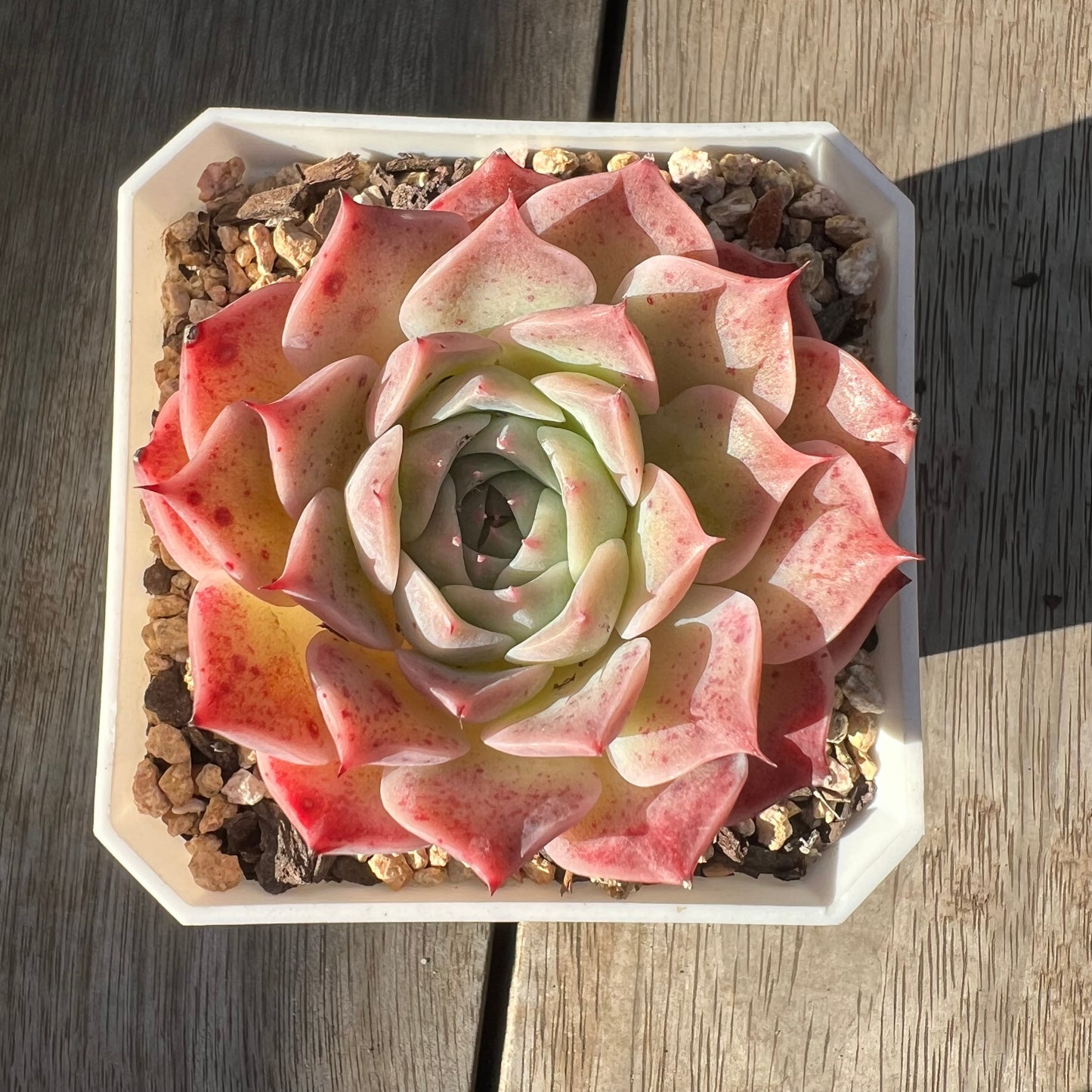 1106 Echeveria 'Mermaid'