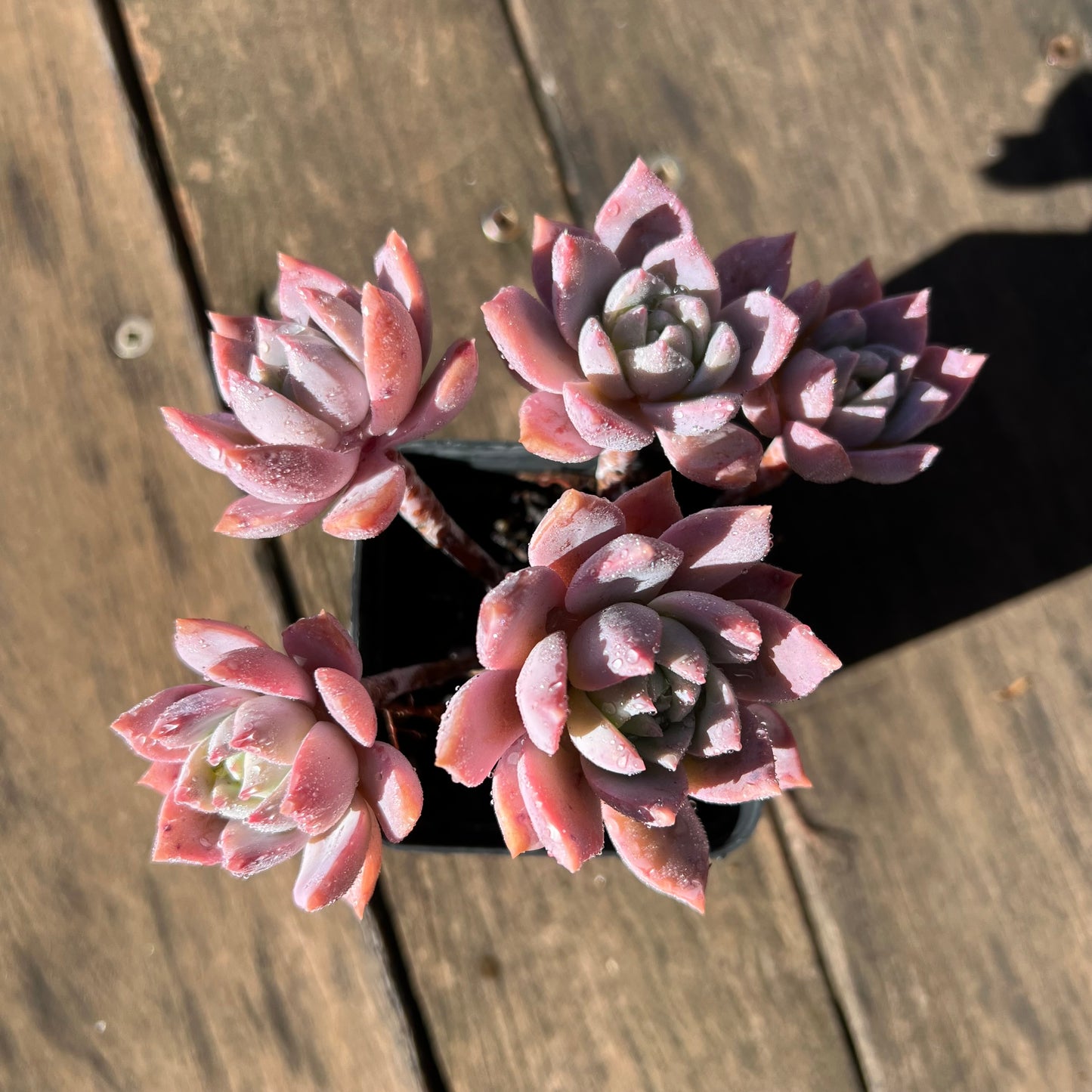 1106 Milky Way 银河