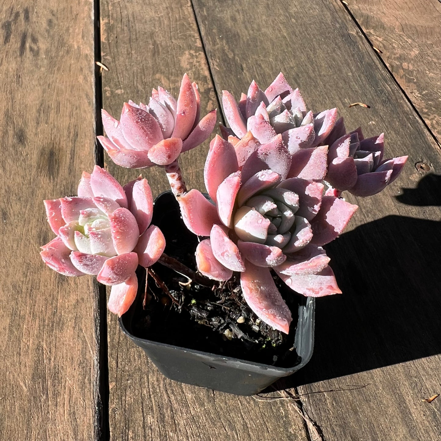 1106 Milky Way 银河