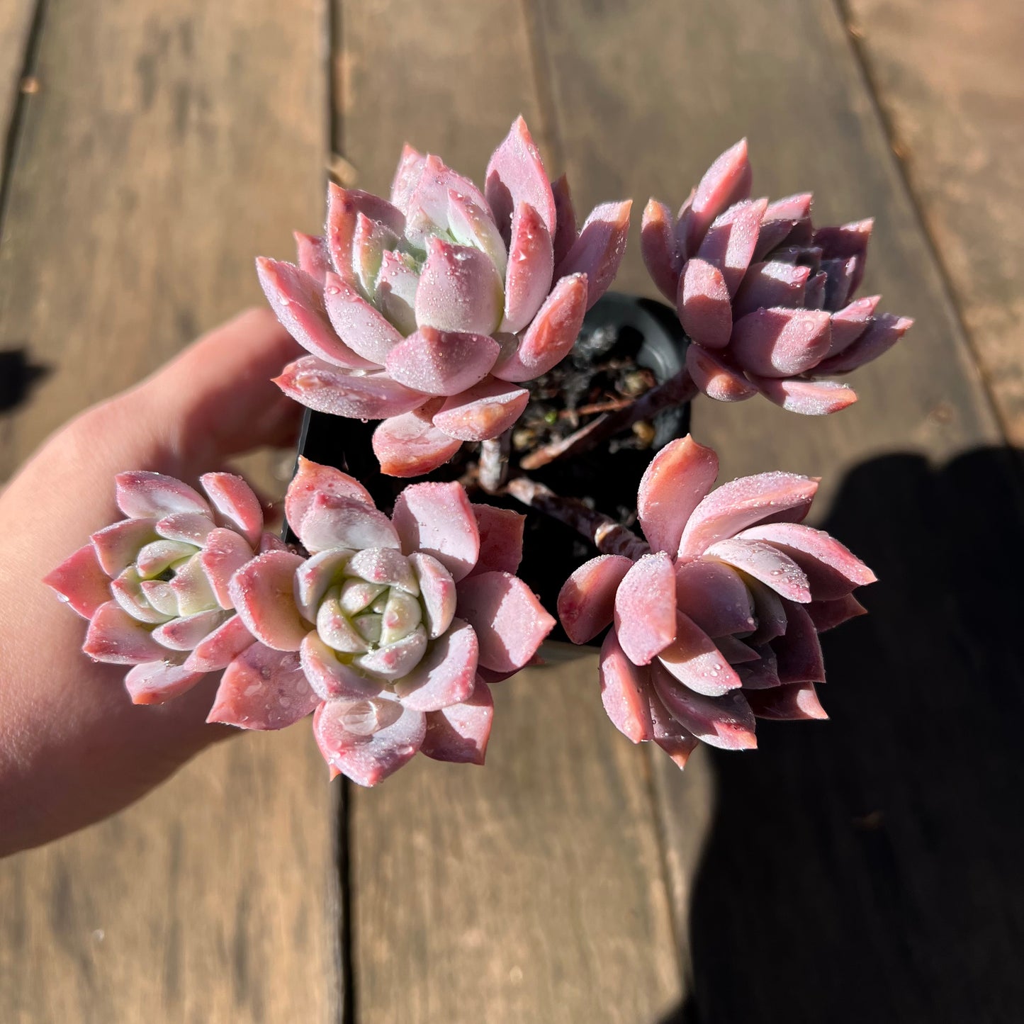 1106 Milky Way 银河