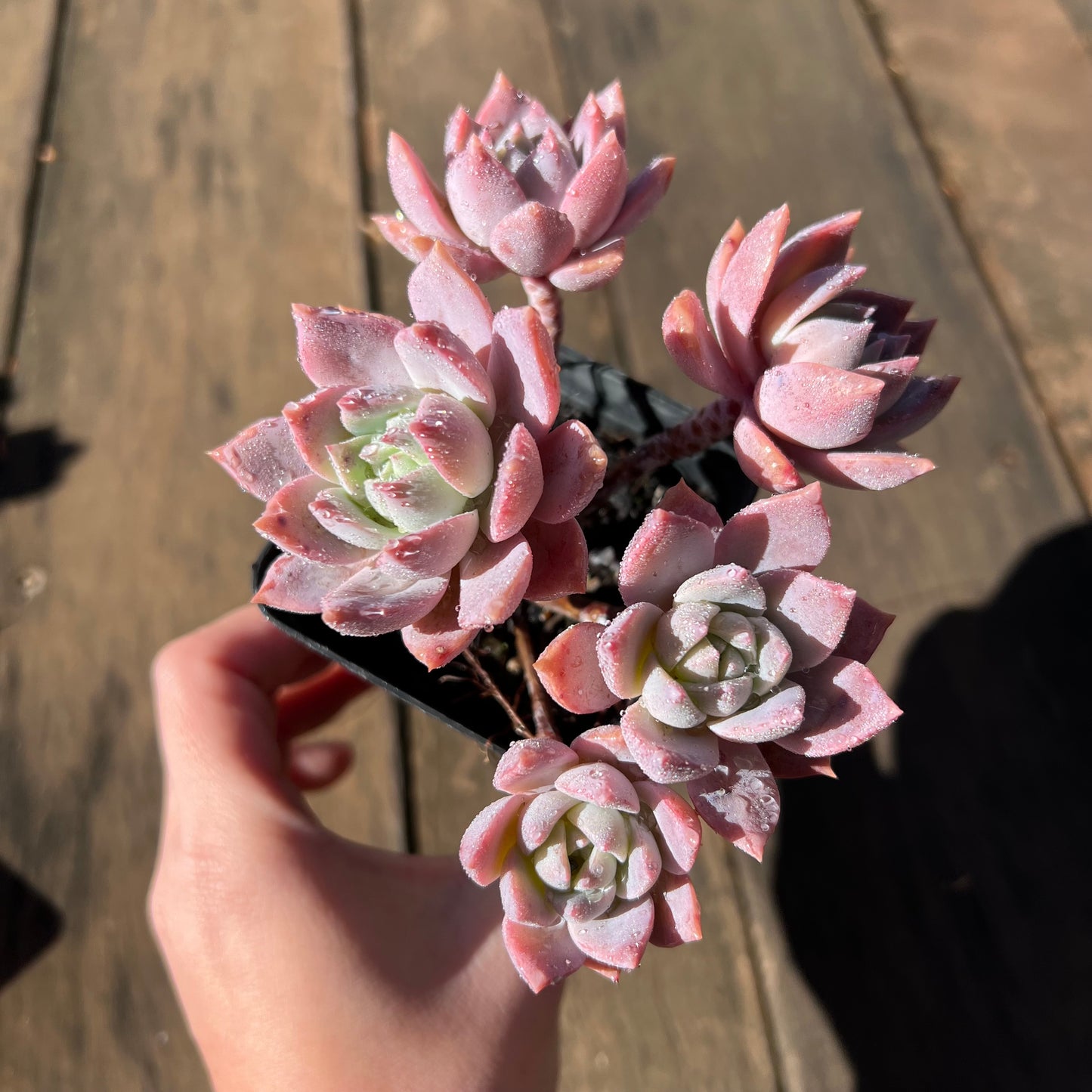 1106 Milky Way 银河