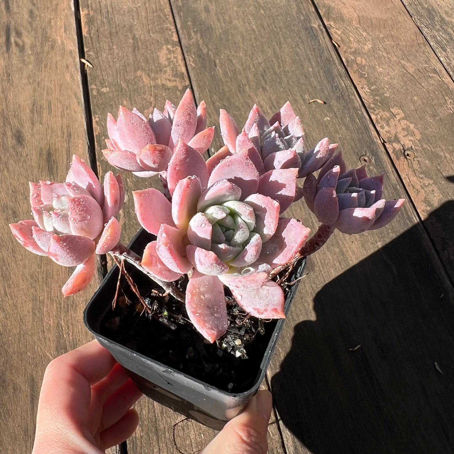 1106 Milky Way 银河