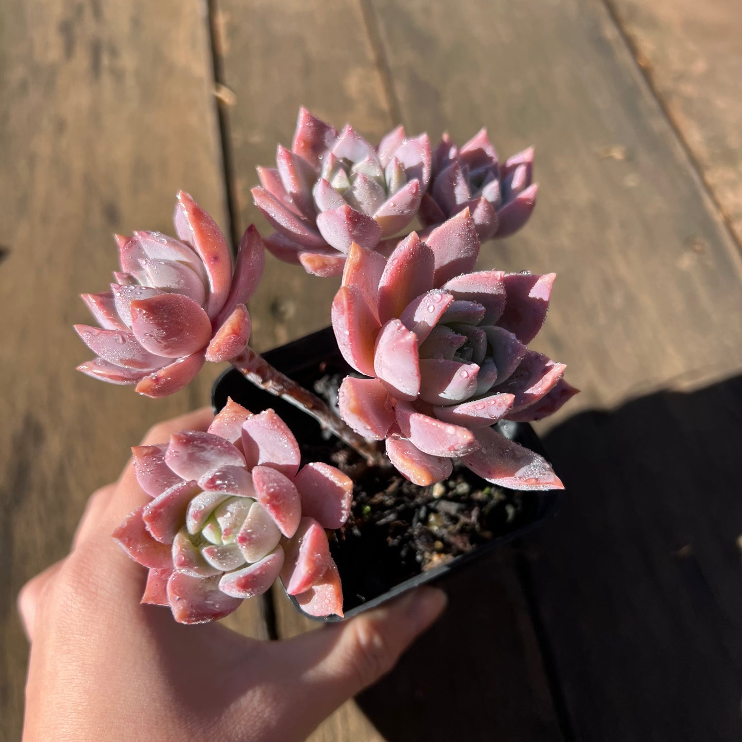 1106 Milky Way 银河