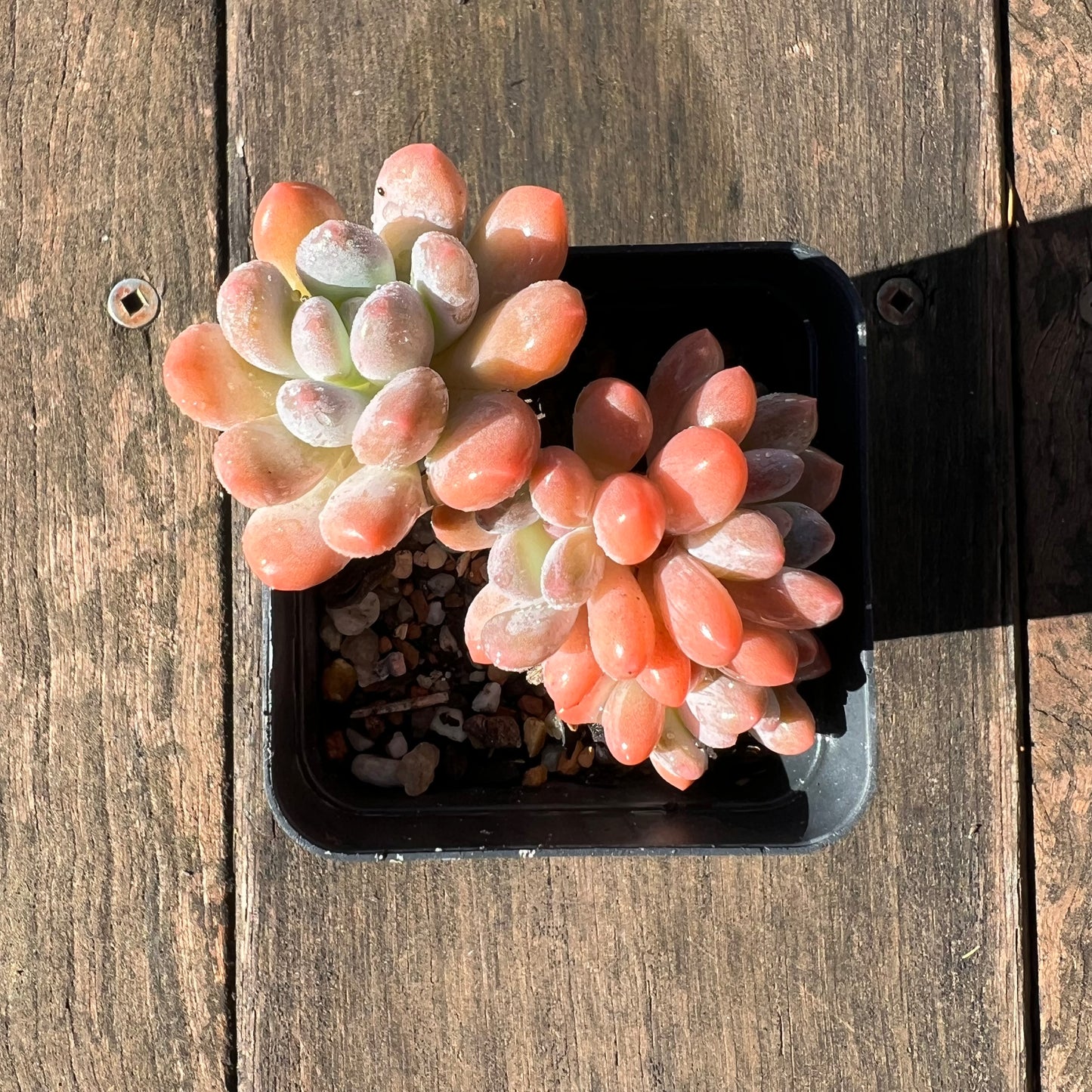 1106 Pachyveria Clavifolia