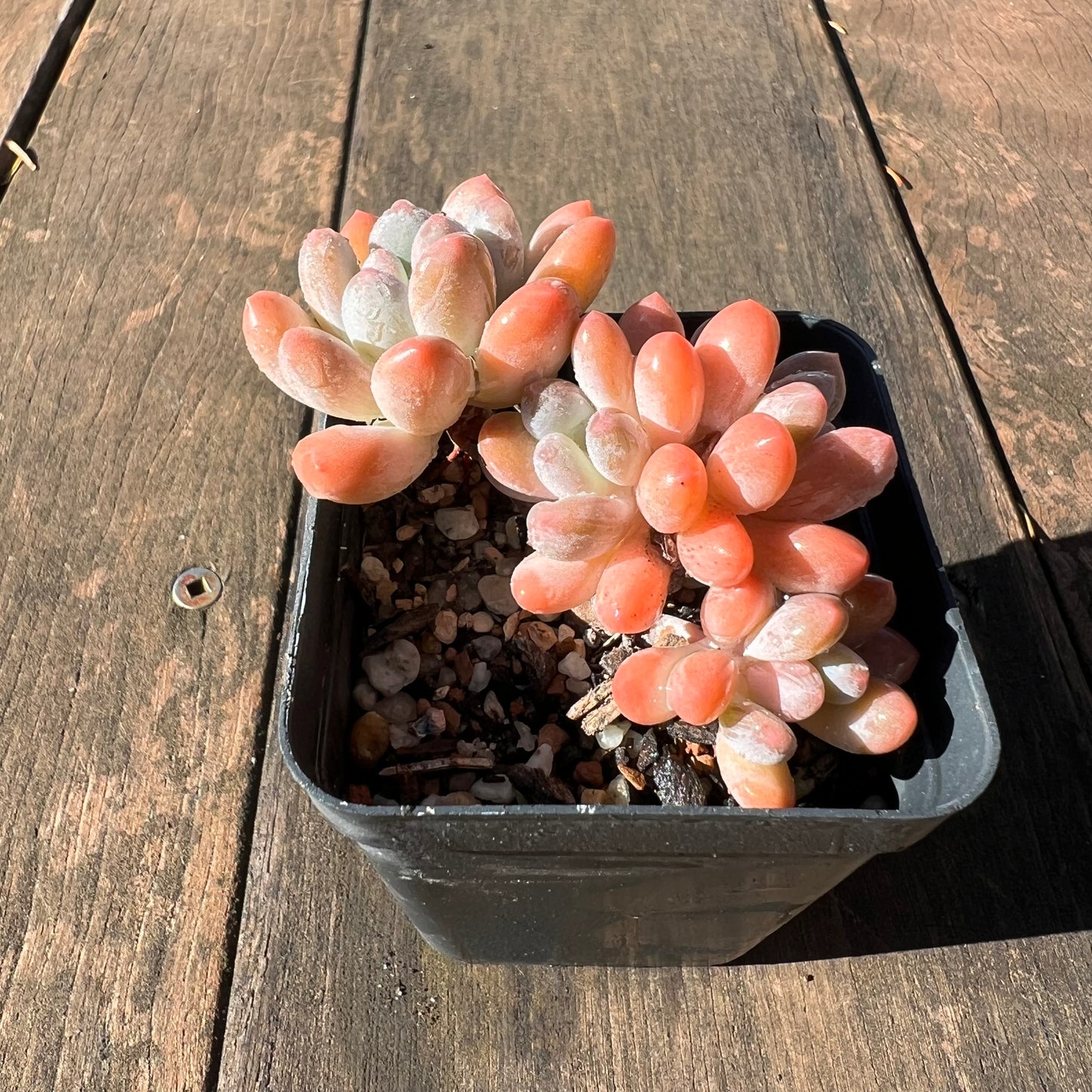 1106 Pachyveria Clavifolia