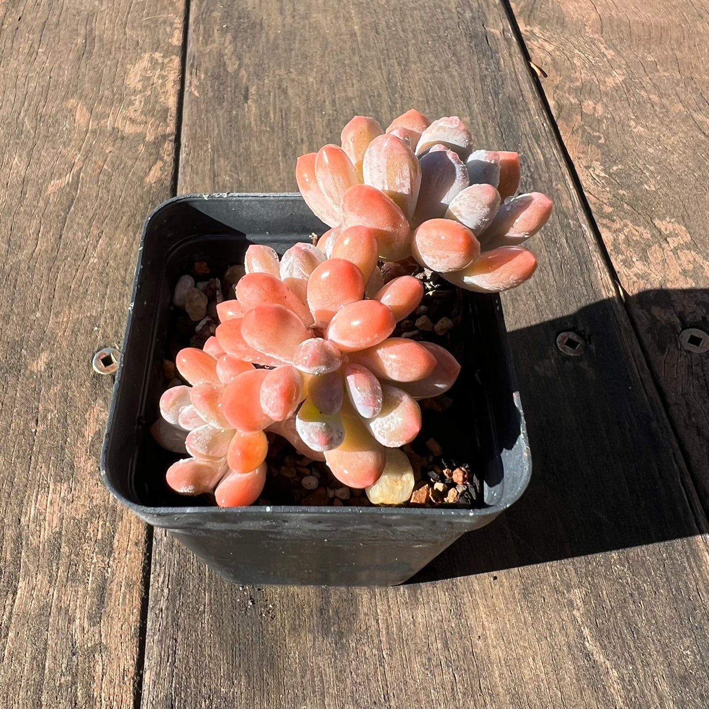 1106 Pachyveria Clavifolia