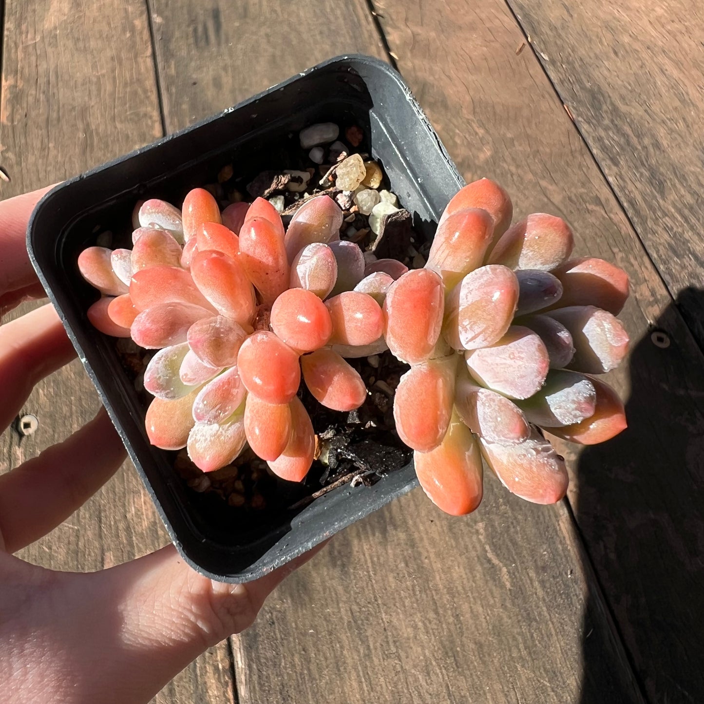 1106 Pachyveria Clavifolia