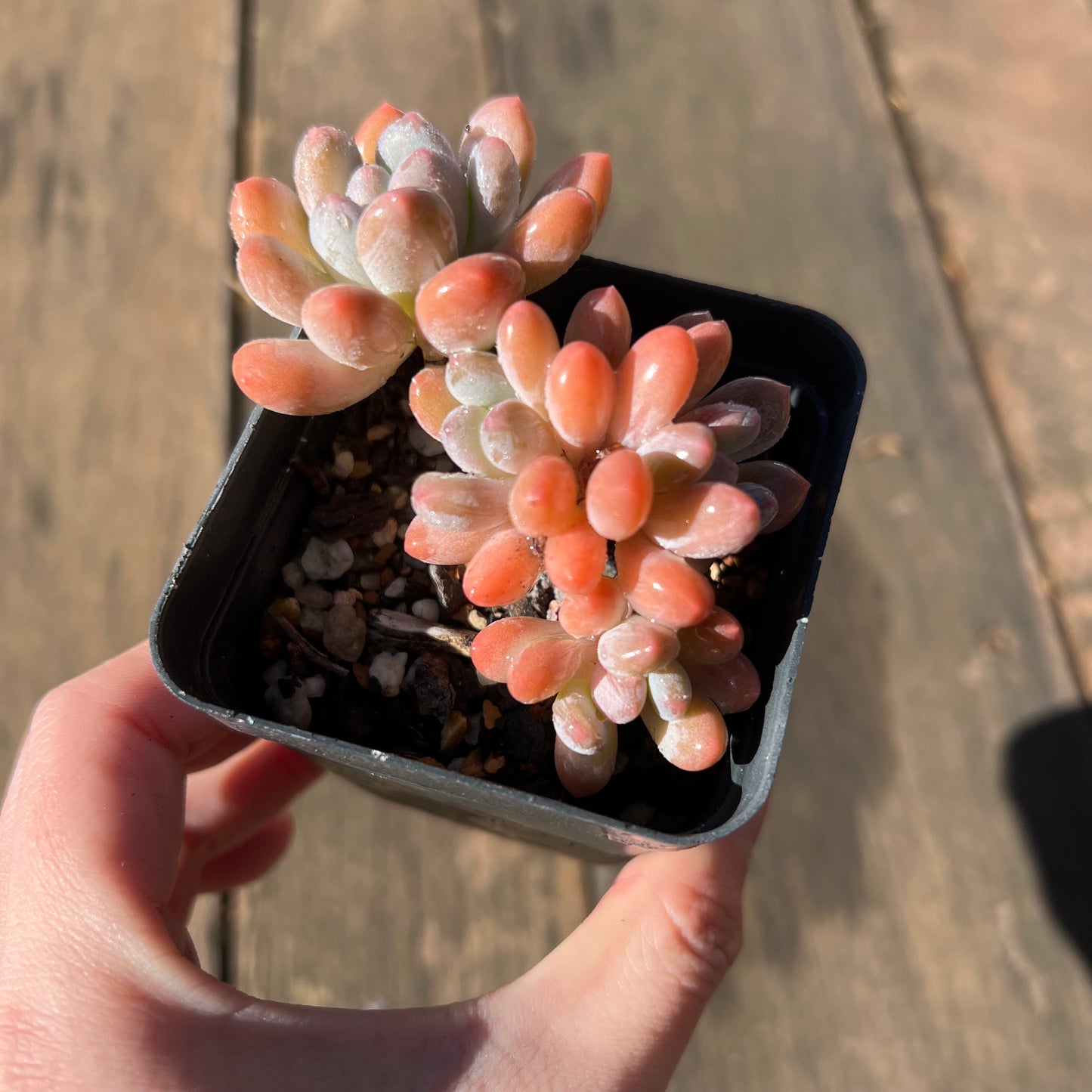 1106 Pachyveria Clavifolia