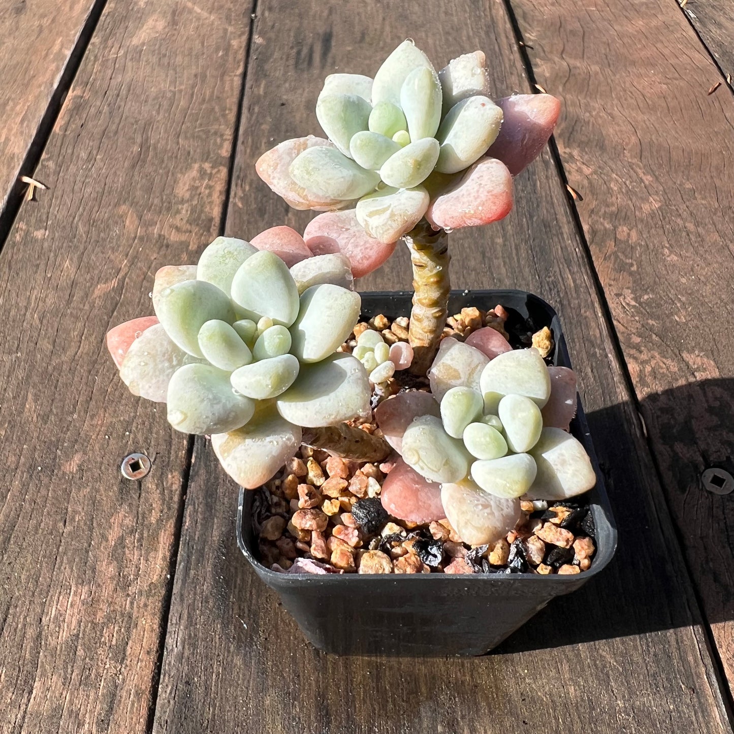 1106 Pachyveria Snow Beauty (multi)