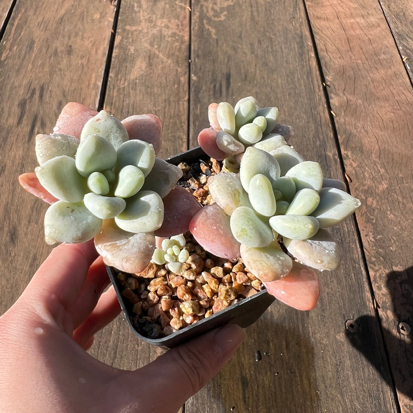 1106 Pachyveria Snow Beauty (multi)