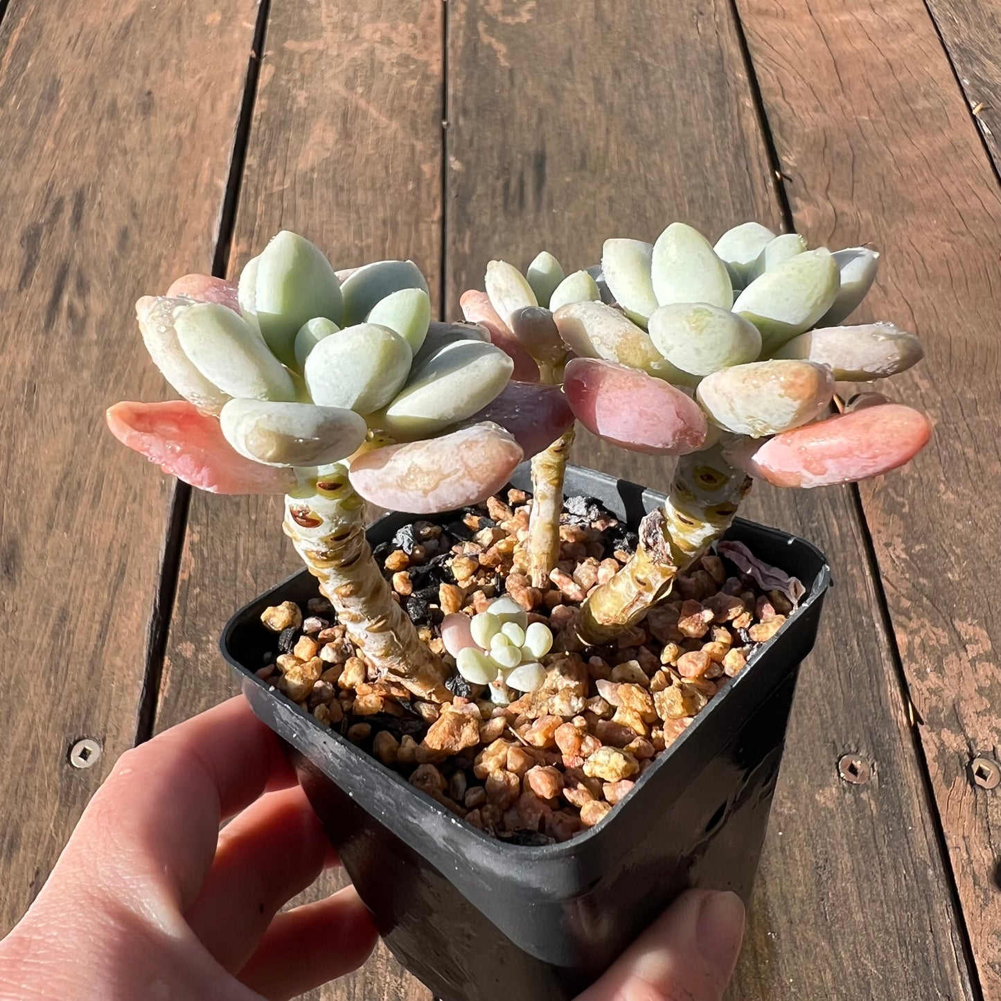 1106 Pachyveria Snow Beauty (multi)