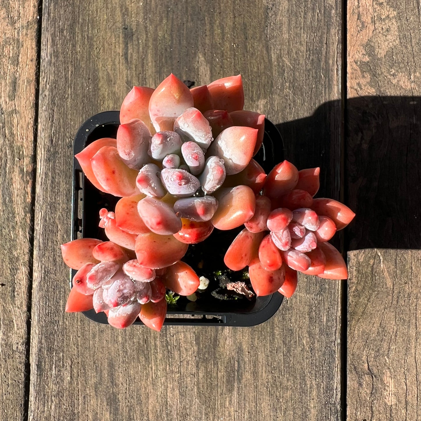 1106 Pachyveria Virgo