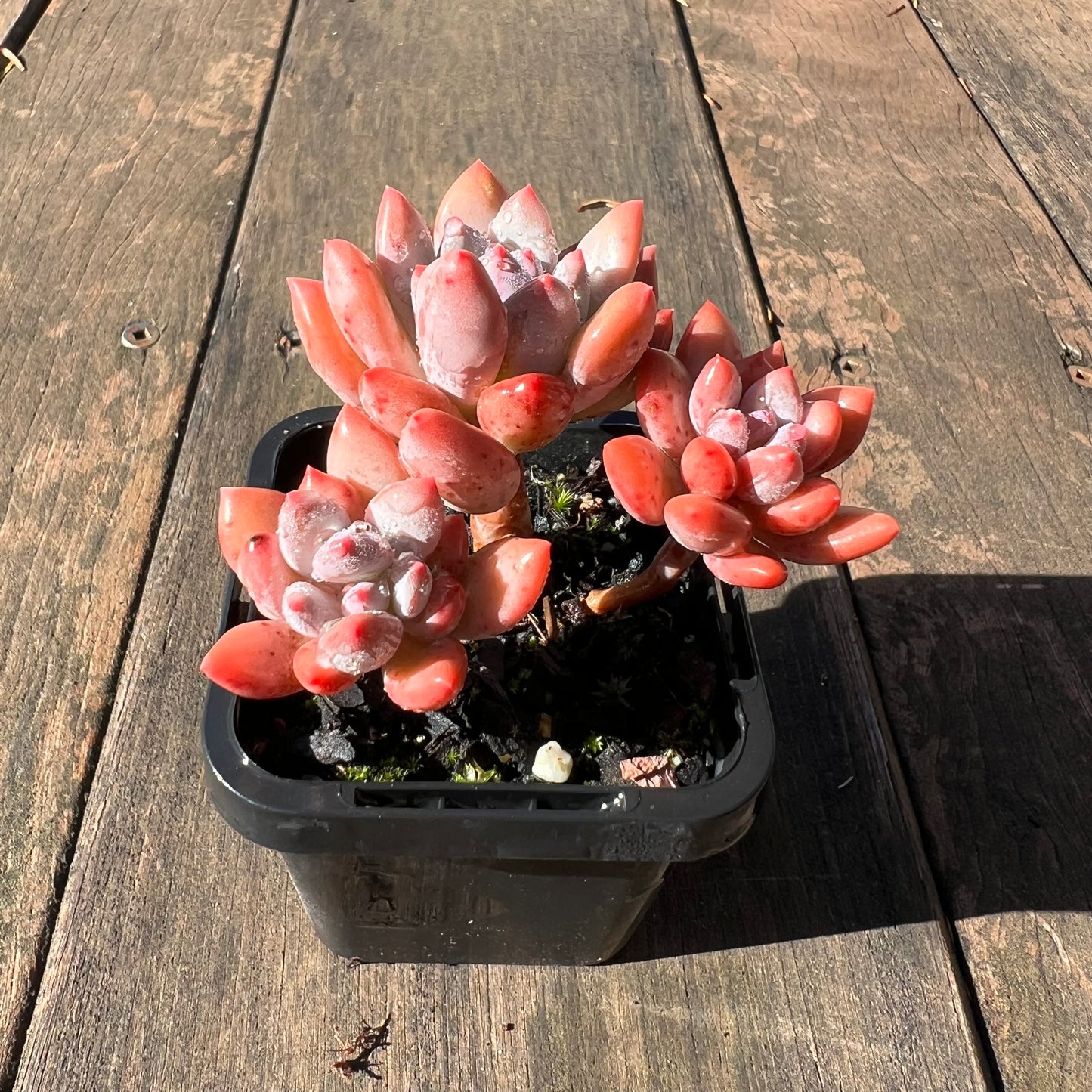 1106 Pachyveria Virgo