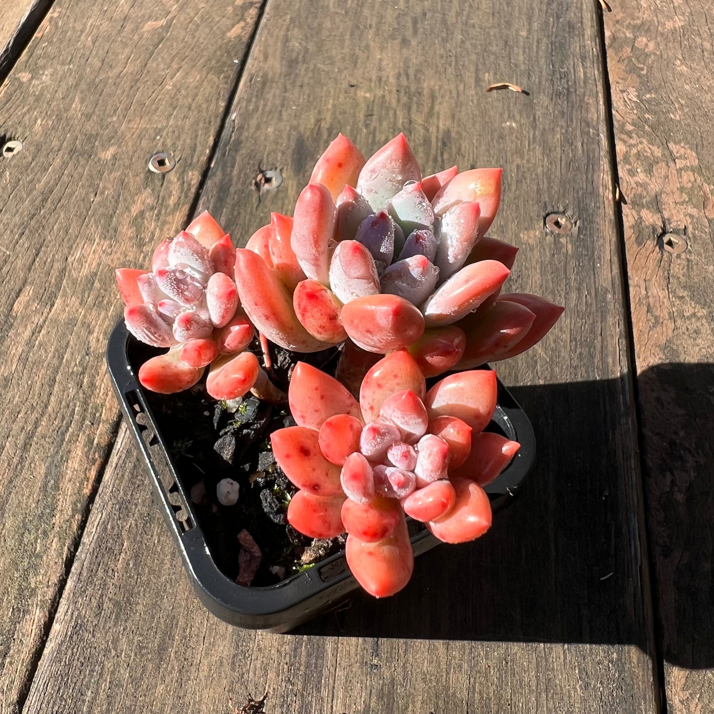 1106 Pachyveria Virgo