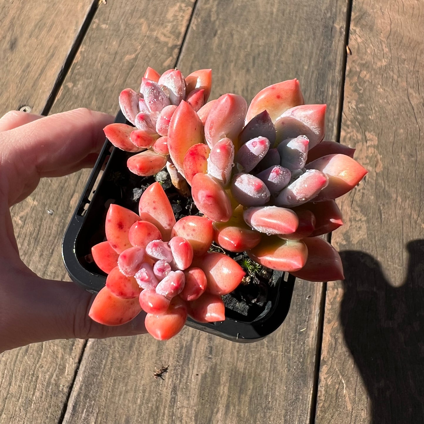 1106 Pachyveria Virgo