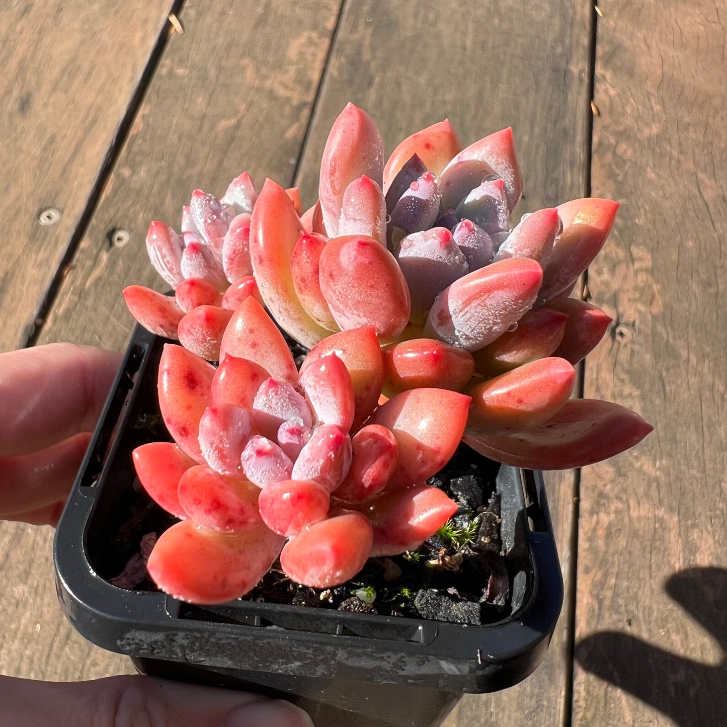 1106 Pachyveria Virgo