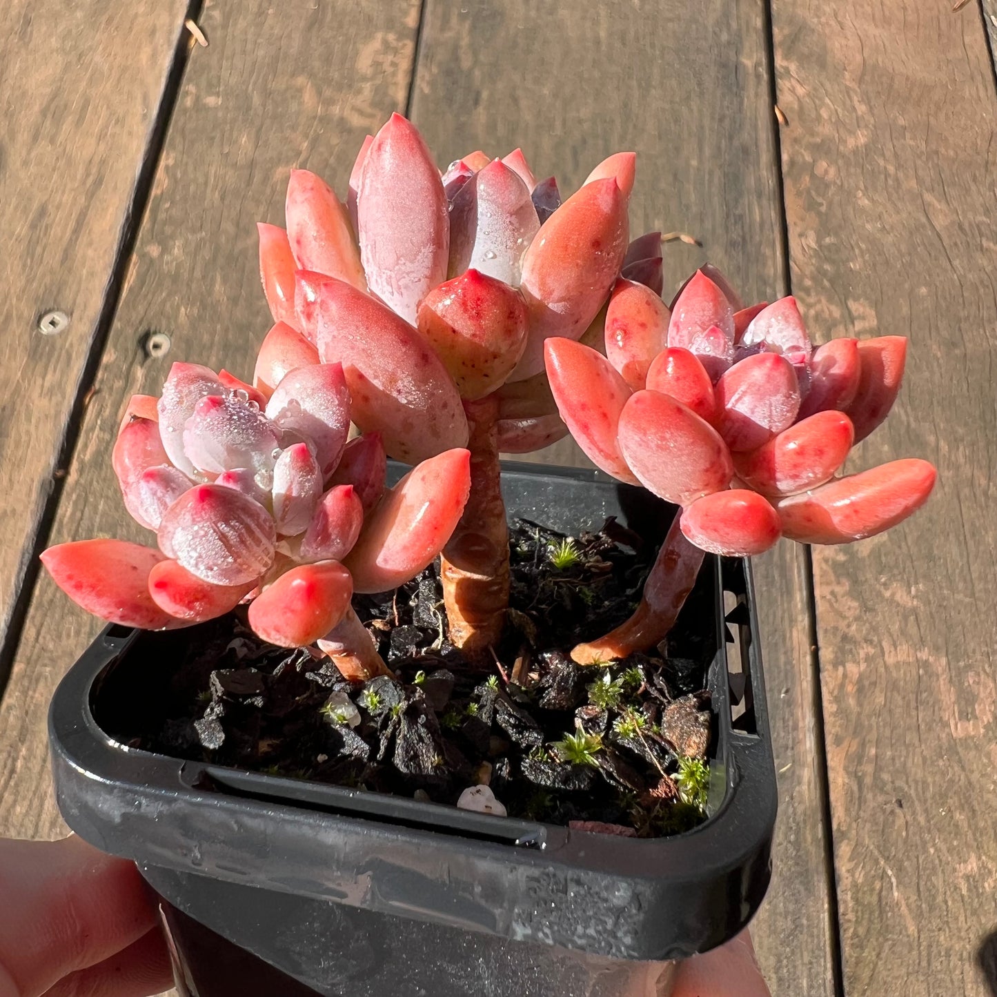 1106 Pachyveria Virgo