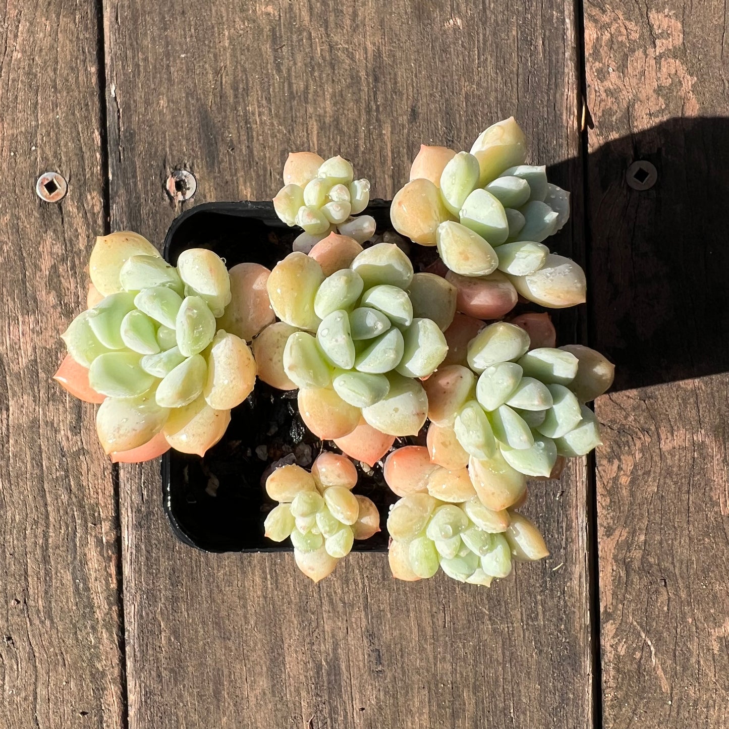 1106 Sedeveria Pudgy