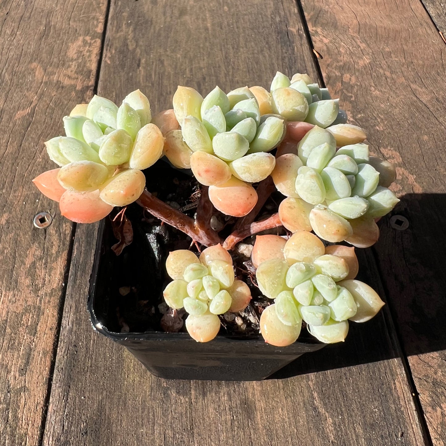 1106 Sedeveria Pudgy