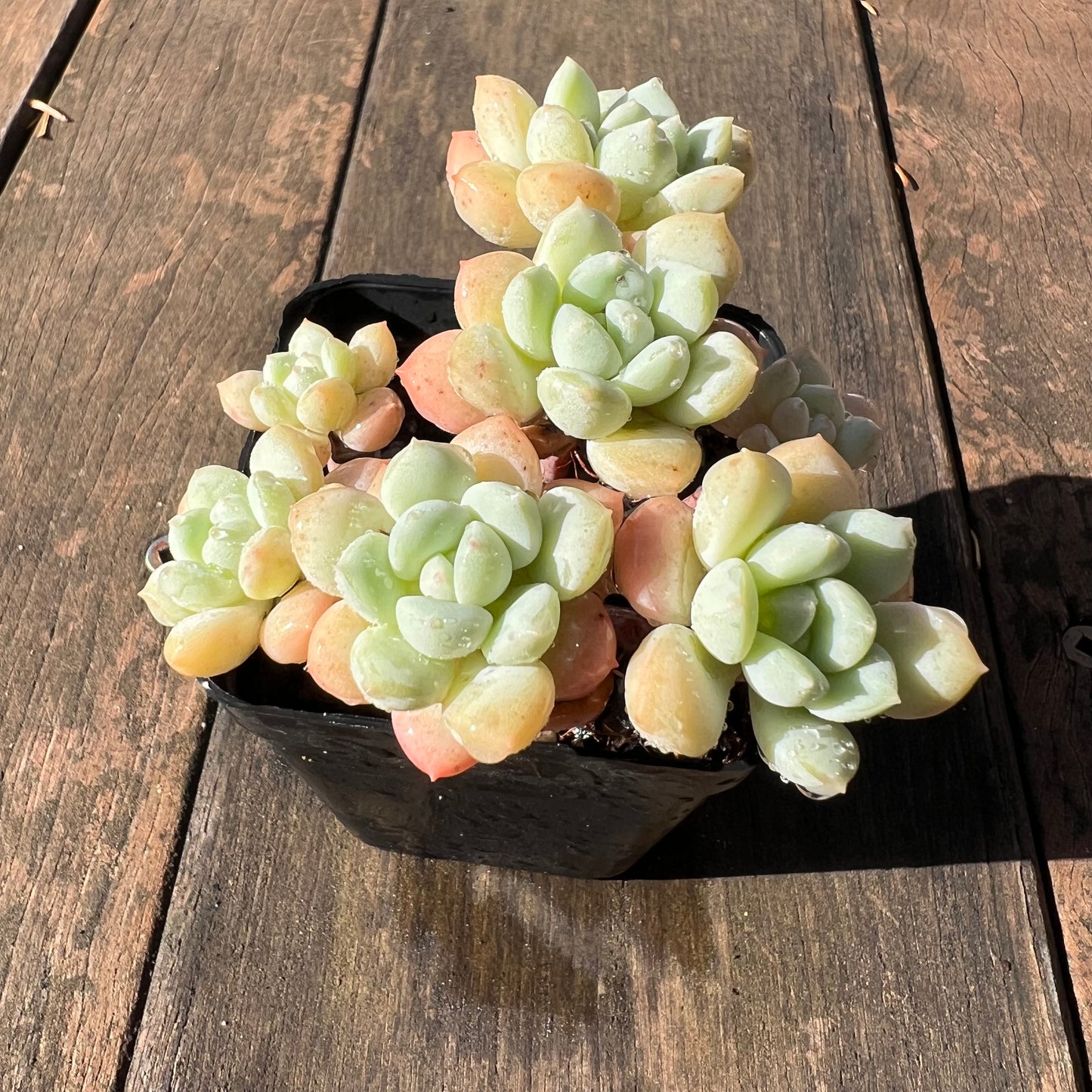 1106 Sedeveria Pudgy