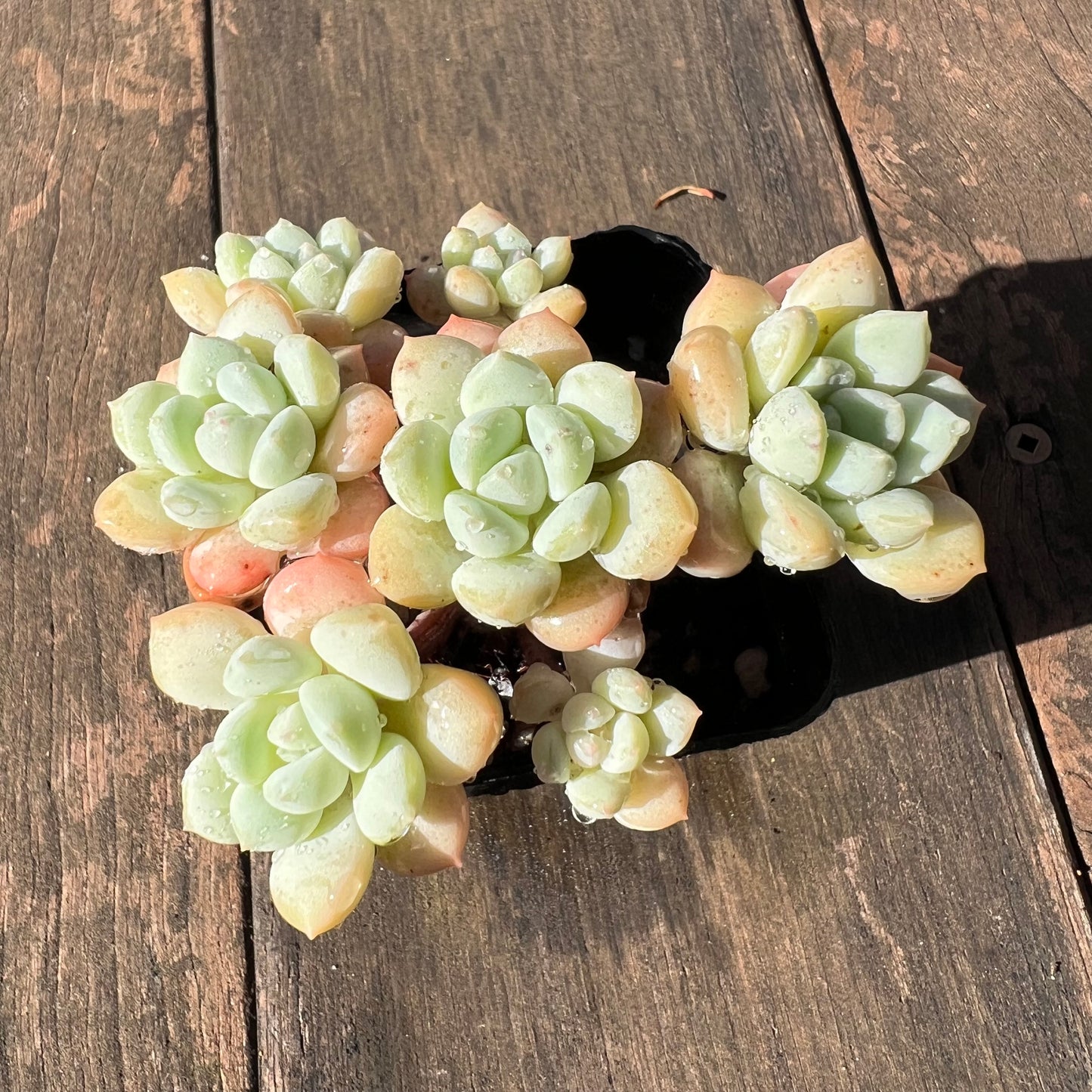 1106 Sedeveria Pudgy