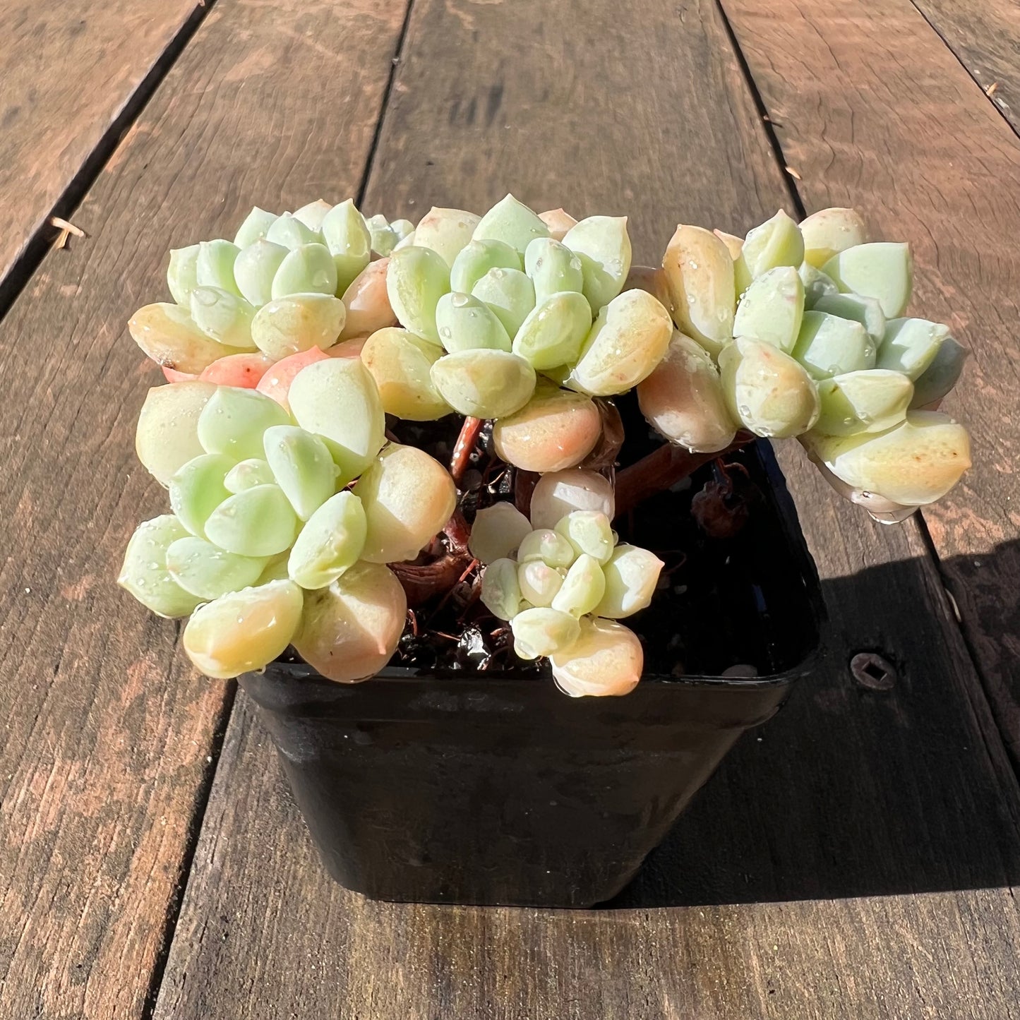 1106 Sedeveria Pudgy