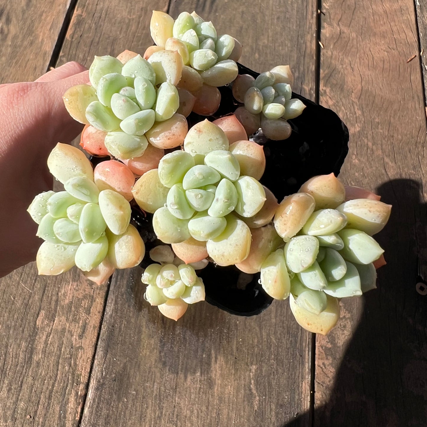 1106 Sedeveria Pudgy