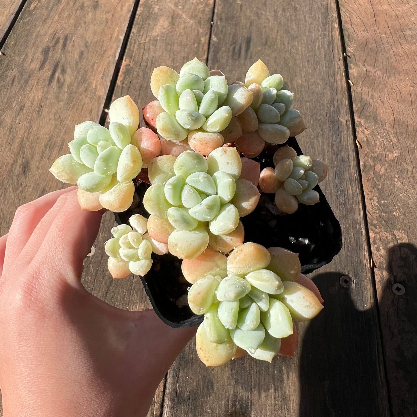 1106 Sedeveria Pudgy