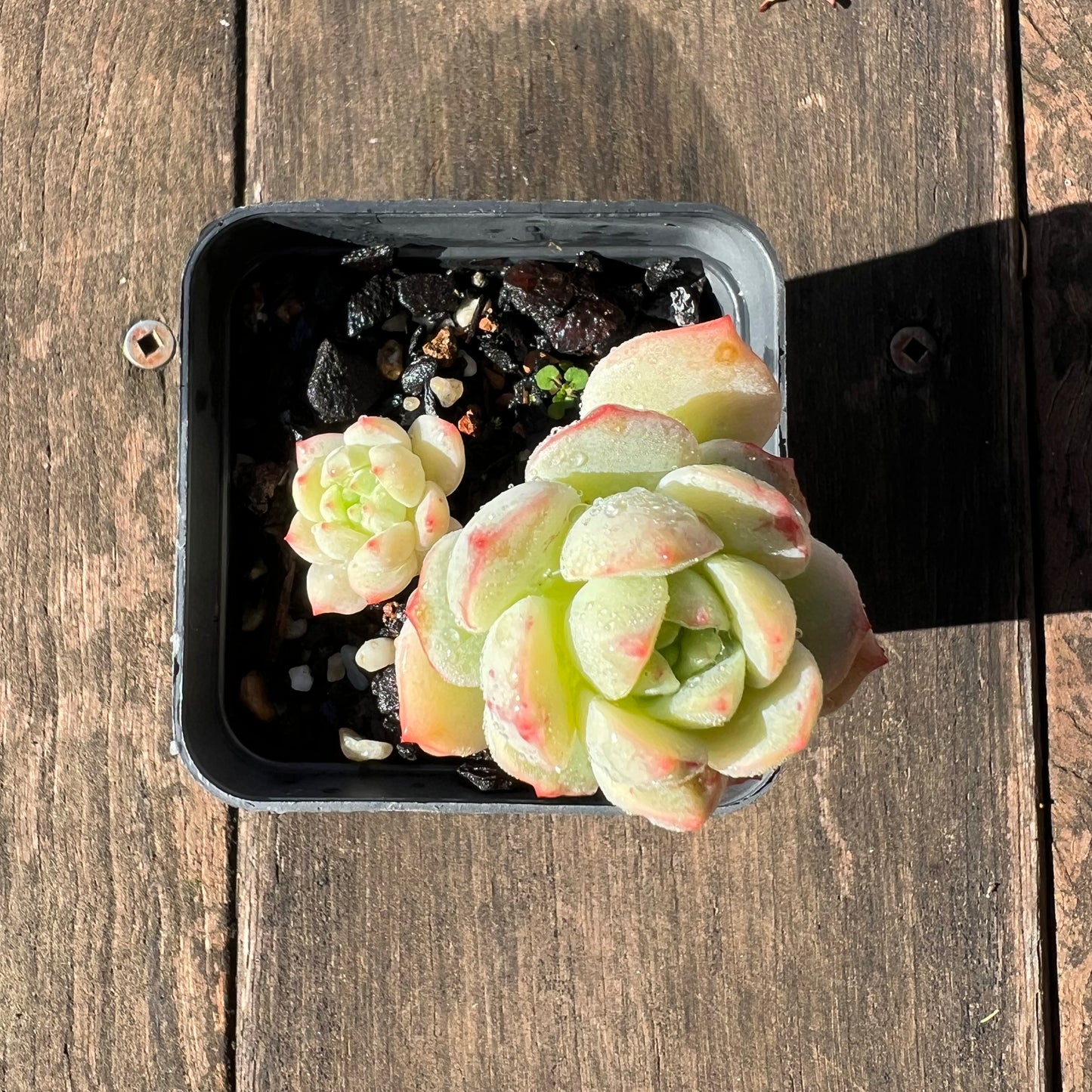 1106 Sedeveria Vanilla Bis