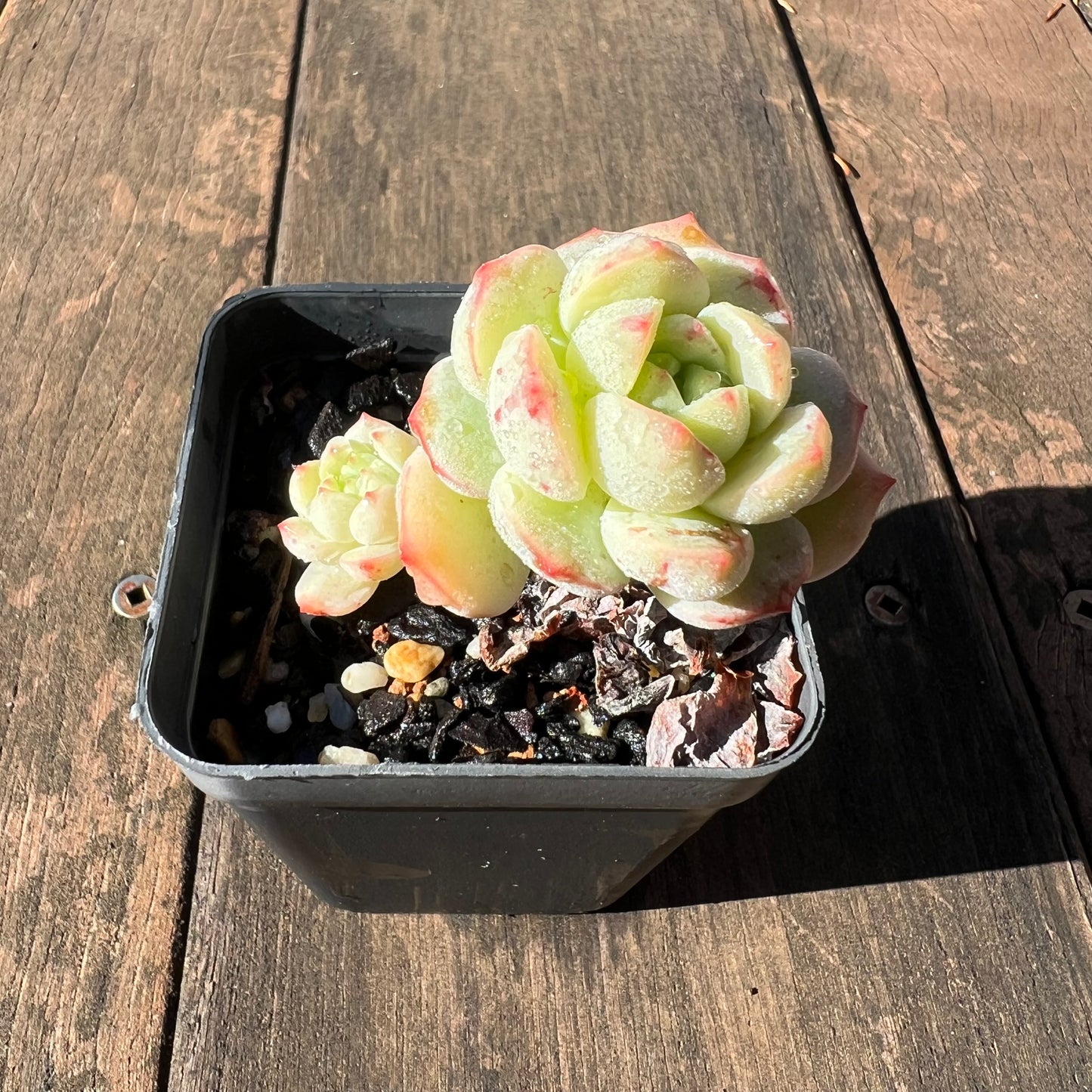 1106 Sedeveria Vanilla Bis