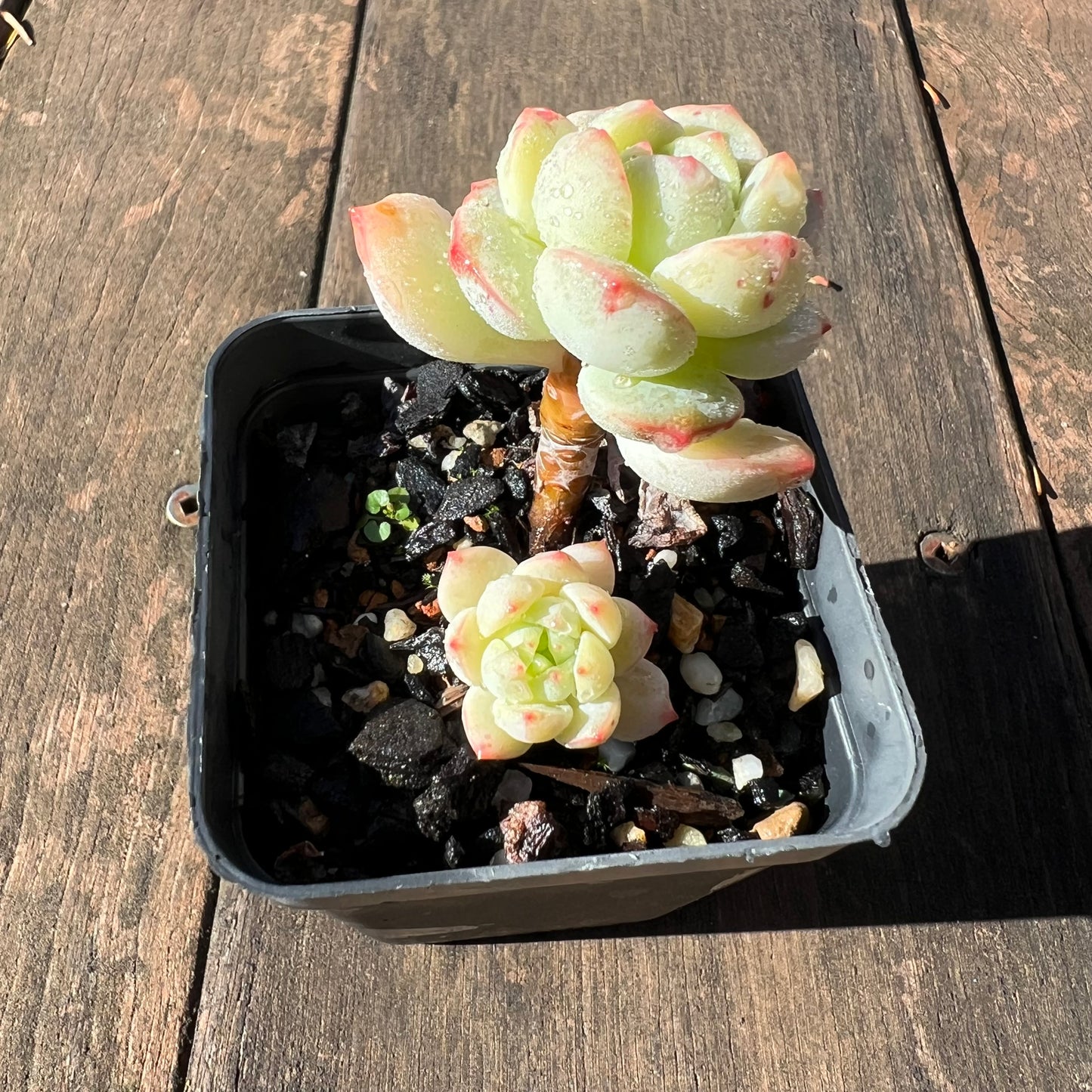 1106 Sedeveria Vanilla Bis