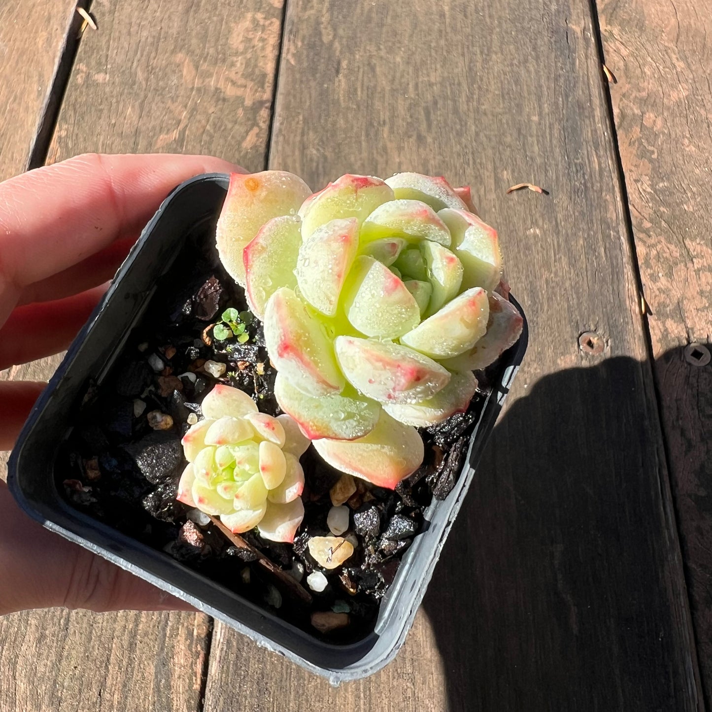 1106 Sedeveria Vanilla Bis