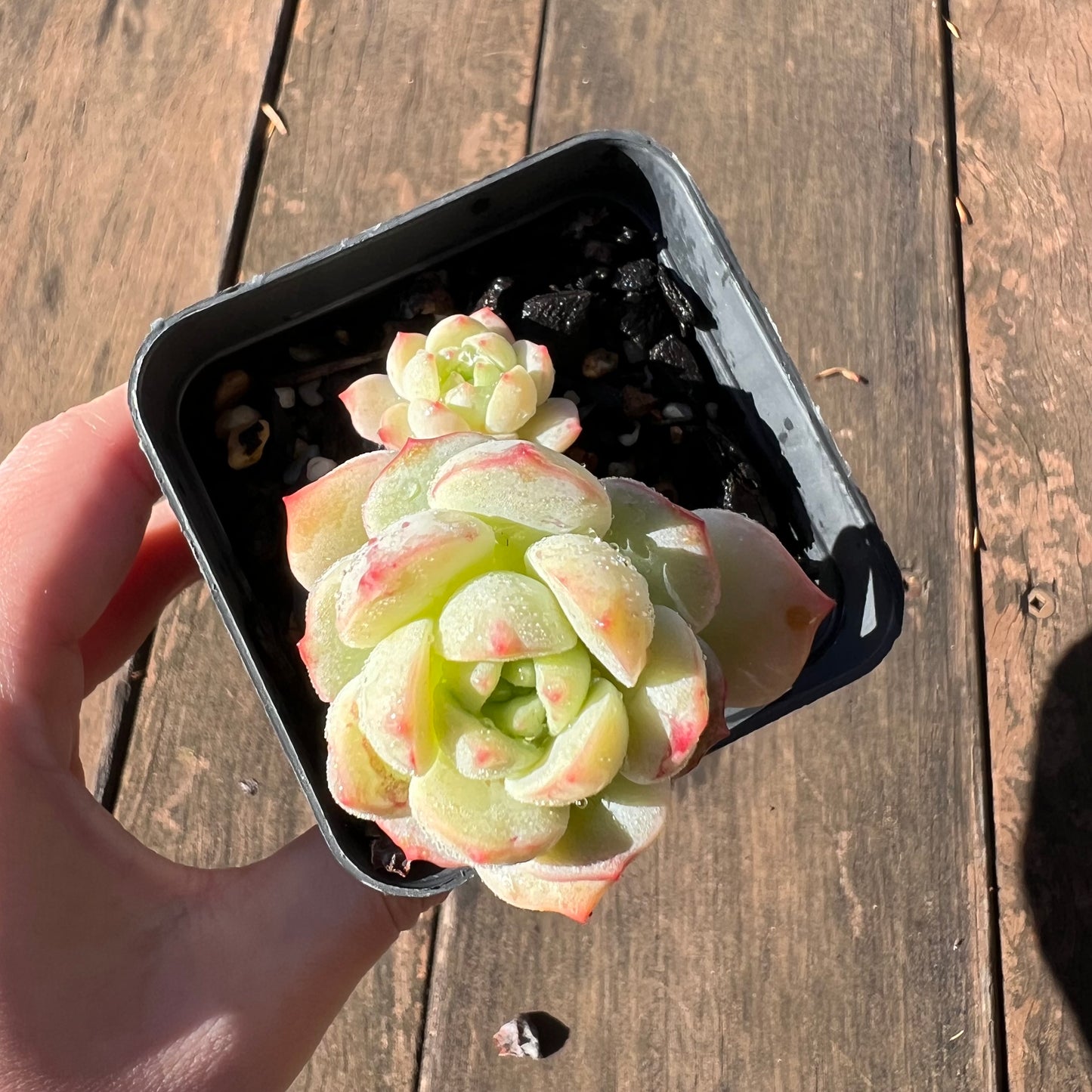 1106 Sedeveria Vanilla Bis