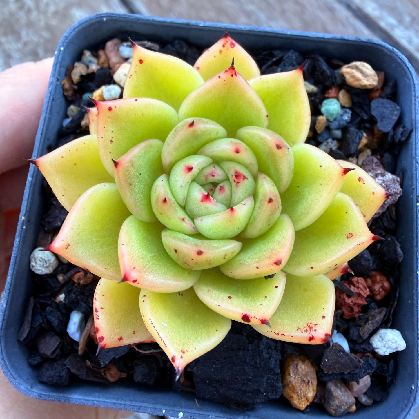 1205 Echeveria Agavoides 'Starwar'