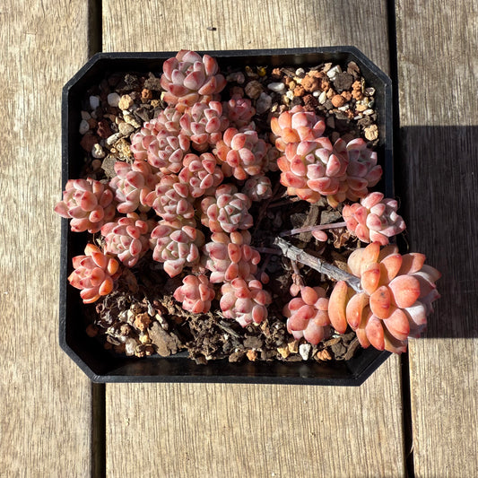 1208 Echeveria Caramel Spirit (Large clump)