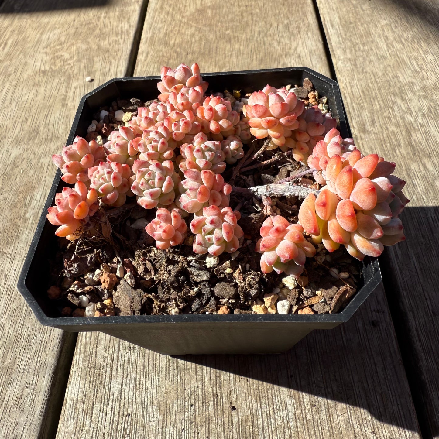 1208 Echeveria Caramel Spirit (Large clump)