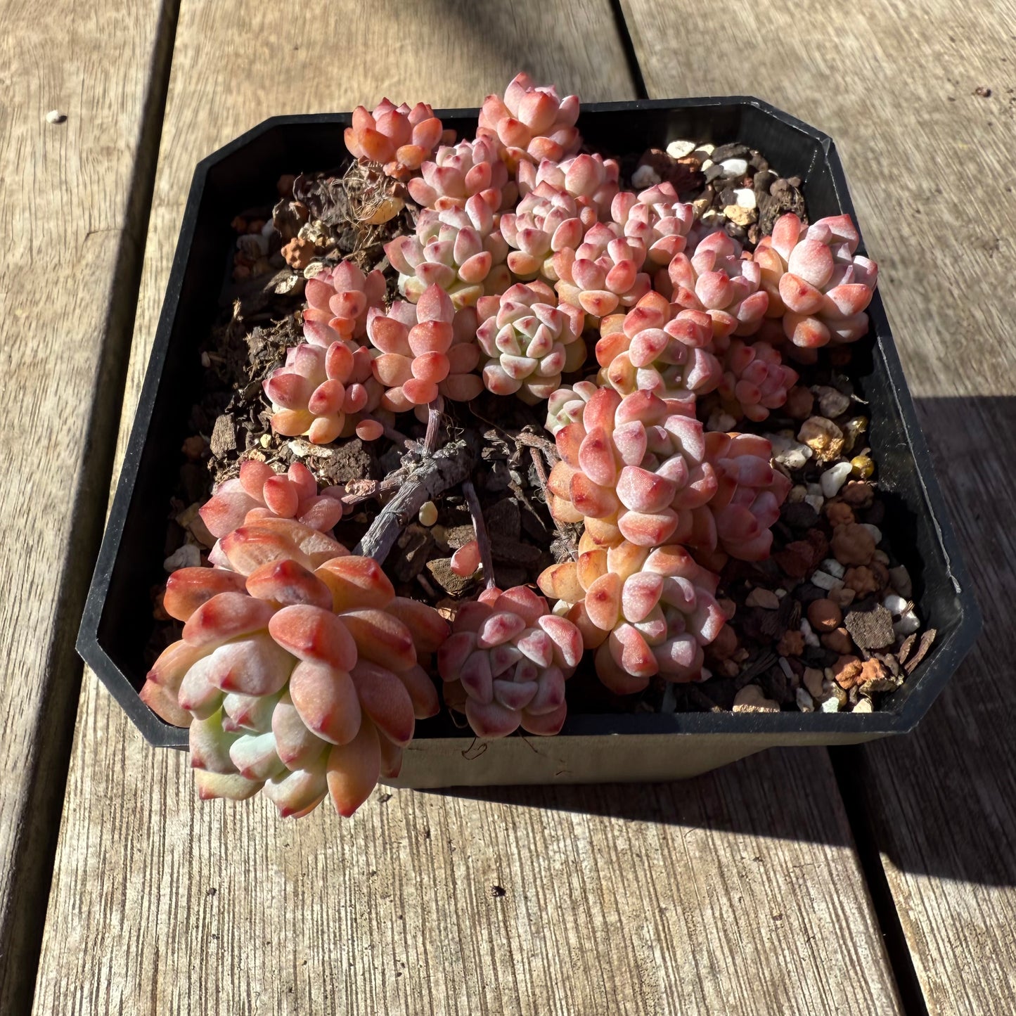 1208 Echeveria Caramel Spirit (Large clump)